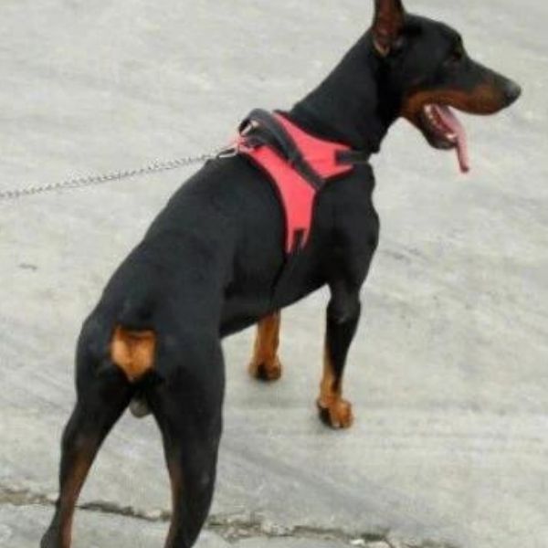 Anti-Slip No Pull Dog Vest Harness