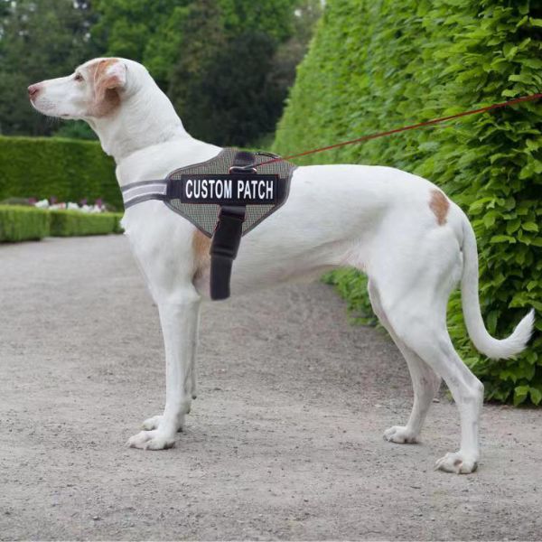 Custom Dog Harnesses for a Happy Hound