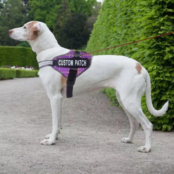 Custom Dog Harnesses for a Happy Hound