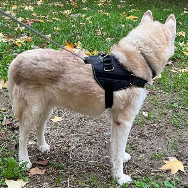 Custom Dog Harnesses for a Happy Hound