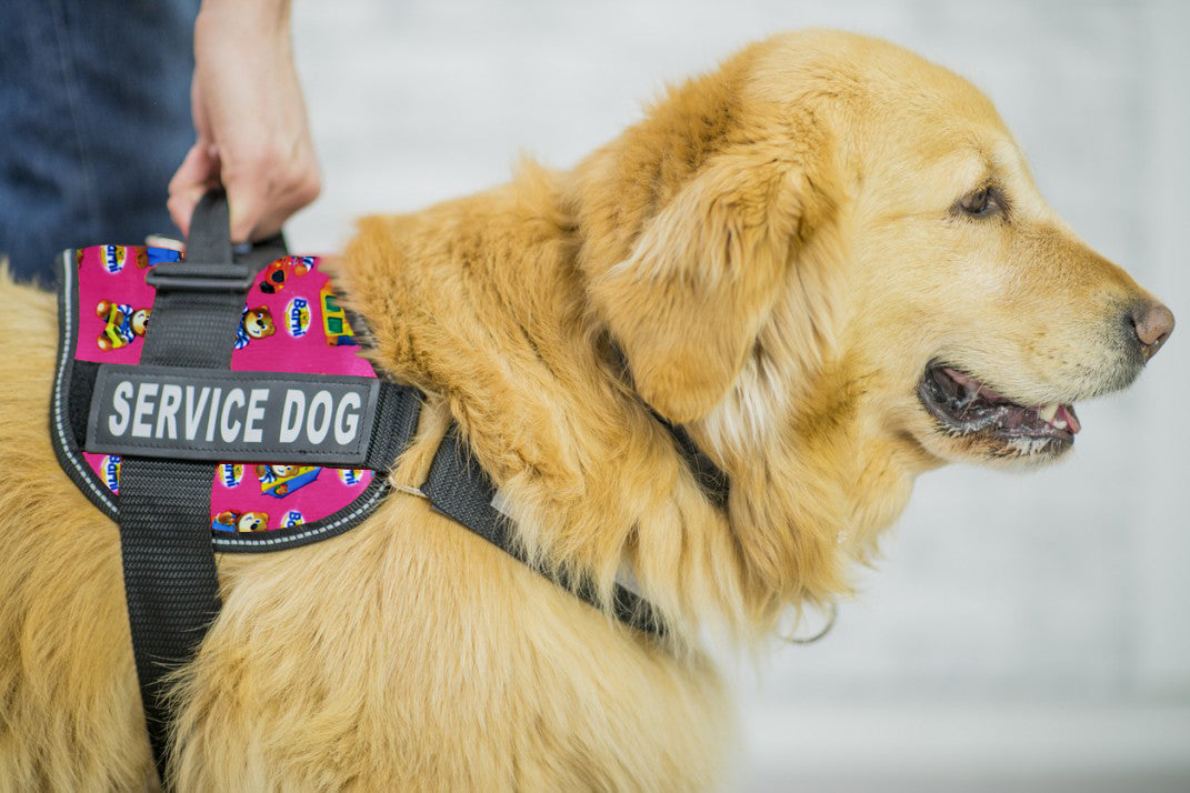 Custom Dog Harnesses for a Happy Hound