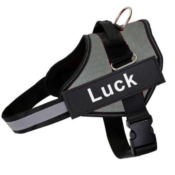 Custom Dog Harnesses for a Happy Hound